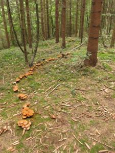 daxtylidi manitariwn