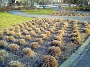 11030393_10204905082444531_1439850979223127328_o