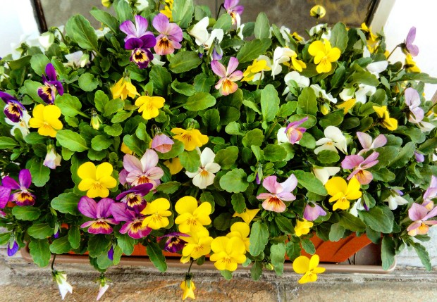 IMG_20170408_144441_085