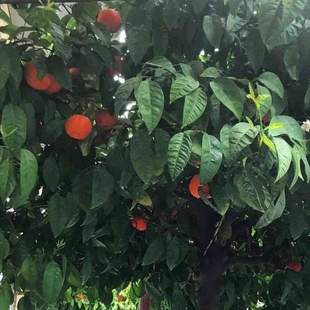 89437613_10219335269590191_8659246967496376320_n