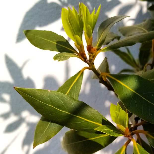 93631740_10219700891570512_1471305274185744384_n